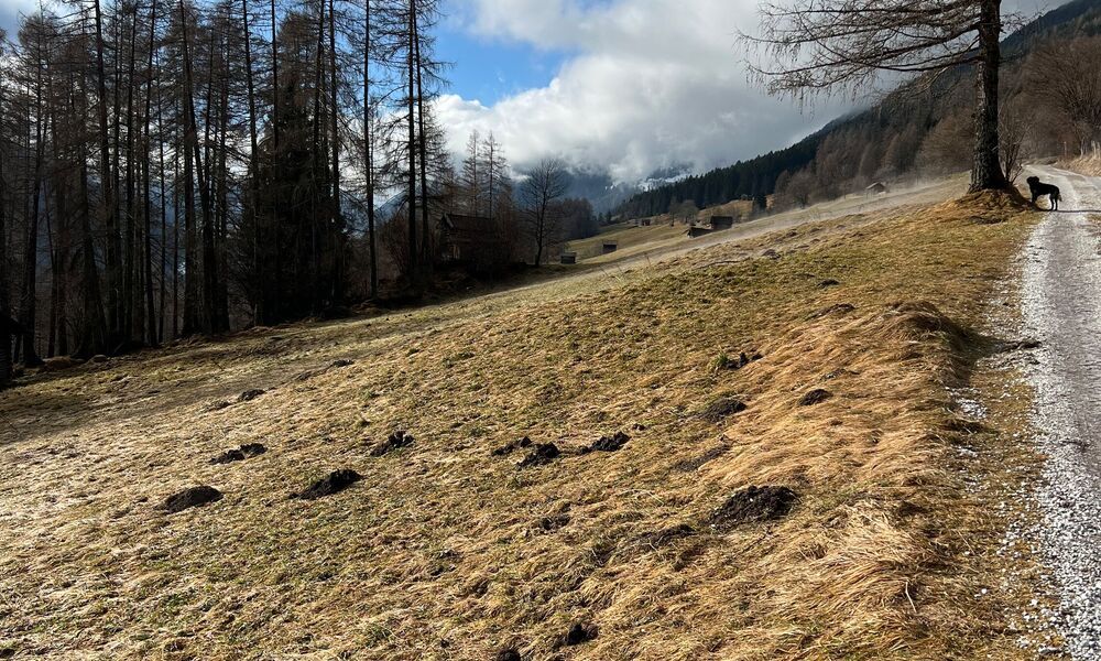 Telfer Wiesen im Stubaital
